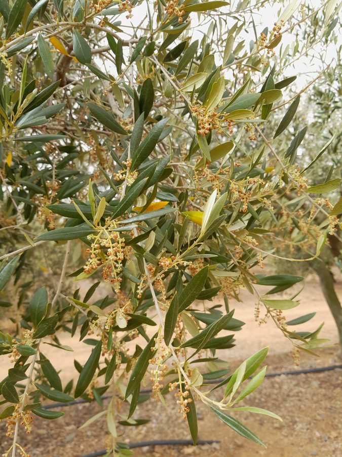 Sindicato dos Agricultores prevê campanha de azeitona com baixíssima produção em Baix Ebre, Montsià e Terra Alta